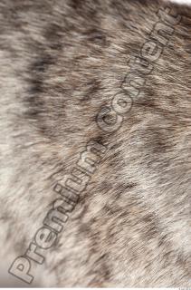 Wolf fur photo reference 0001